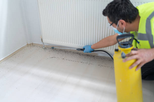Best Wasp Removal Services  in Little Falls, MN